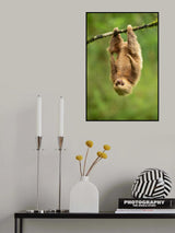 Hoffmann's two-toed sloth Poster och Canvastavla