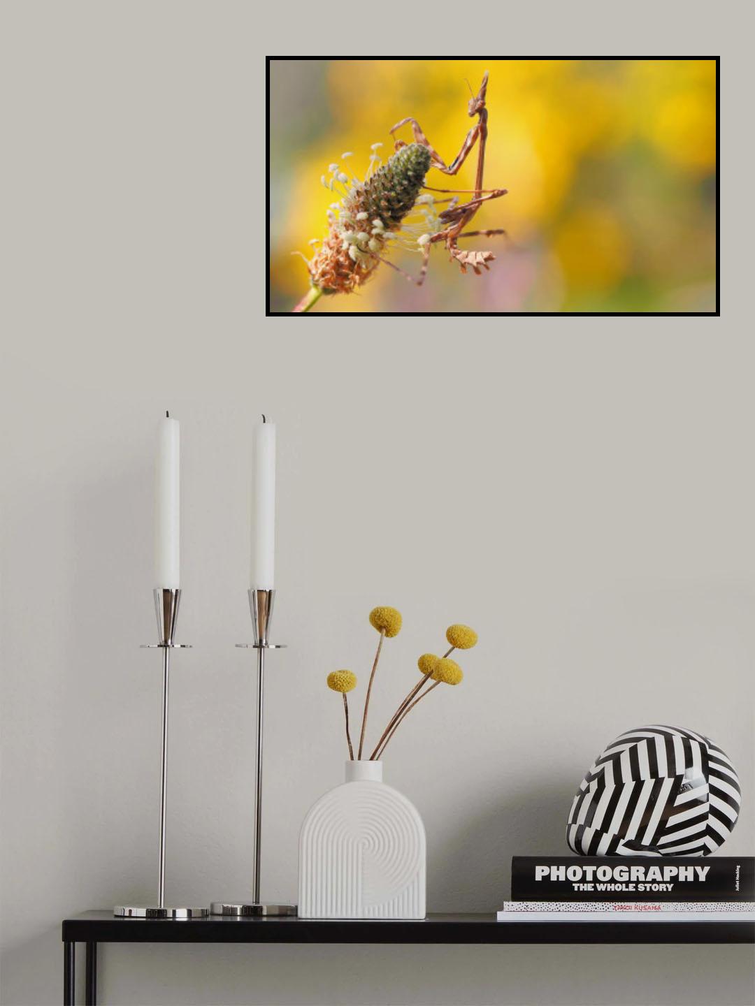 Aurora yellow... Poster och Canvastavla