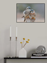 Love Birds Poster och Canvastavla
