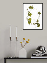 Herbarium 05 Poster och Canvastavla