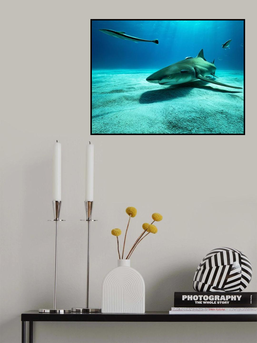 The lemon shark Poster och Canvastavla