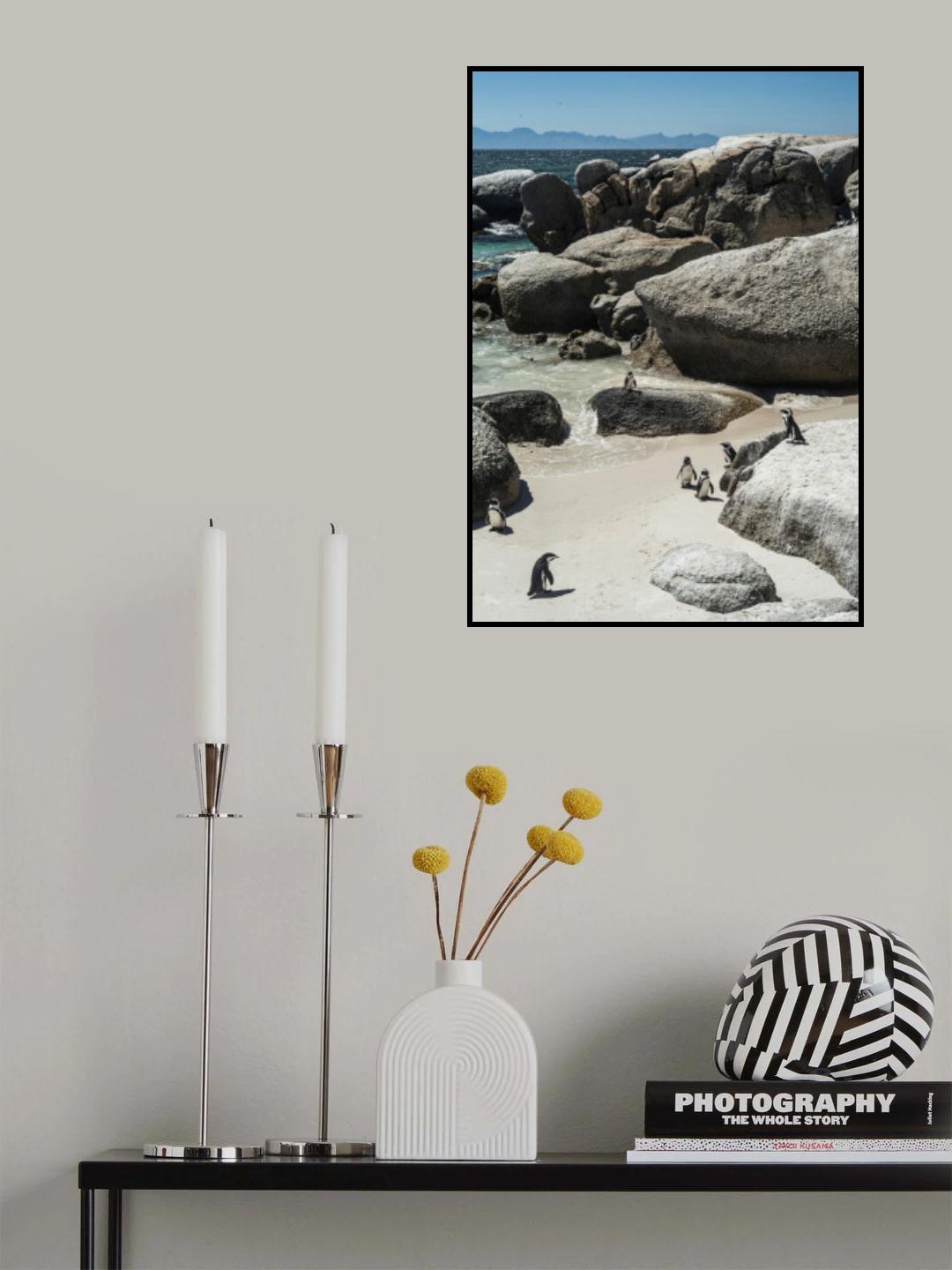 Boulders Beach Poster och Canvastavla