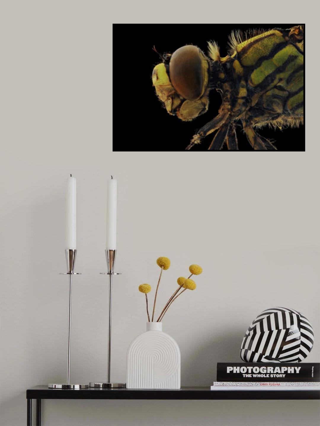 Dragonfly Poster och Canvastavla