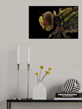 Dragonfly Poster och Canvastavla