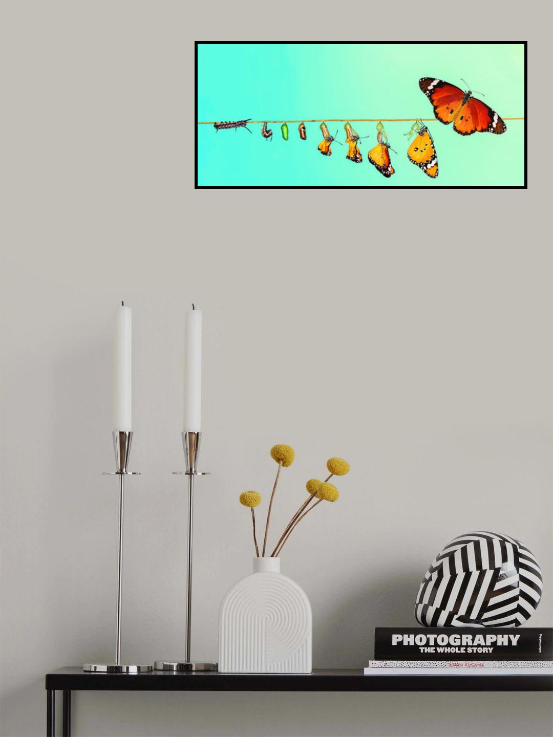 Transformation of Butterfly Poster och Canvastavla
