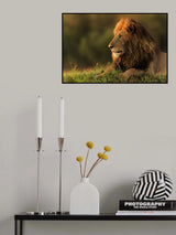 Male lion watching sunrise in Masai Mara Poster och Canvastavla