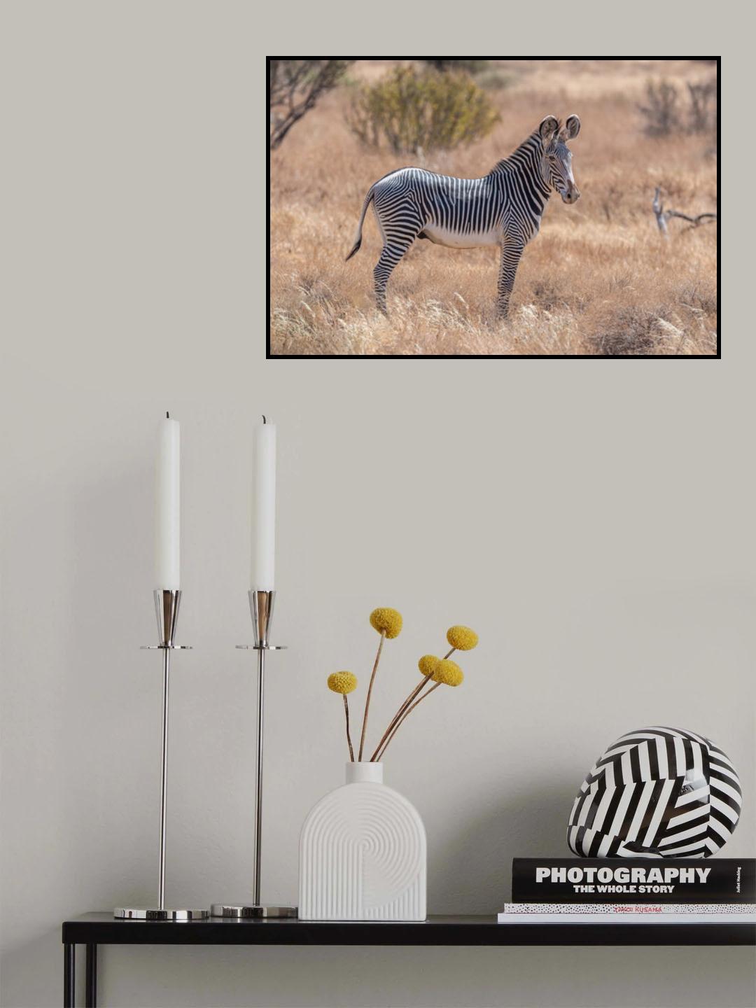 The magnificent Grevy's Zebra Poster och Canvastavla