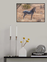 The magnificent Grevy's Zebra Poster och Canvastavla