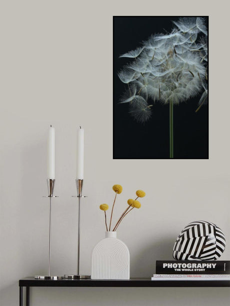 Salsify Seed Head Poster och Canvastavla