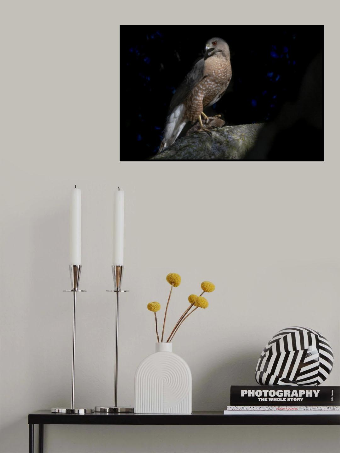 Cooper Hawk Poster och Canvastavla