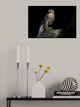 Cooper Hawk Poster och Canvastavla