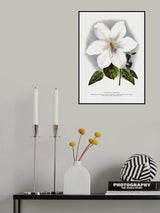 Clematis Flower Lithograph Poster och Canvastavla