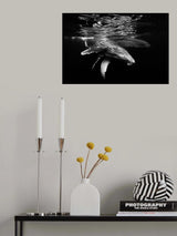 Black and whale family Poster och Canvastavla