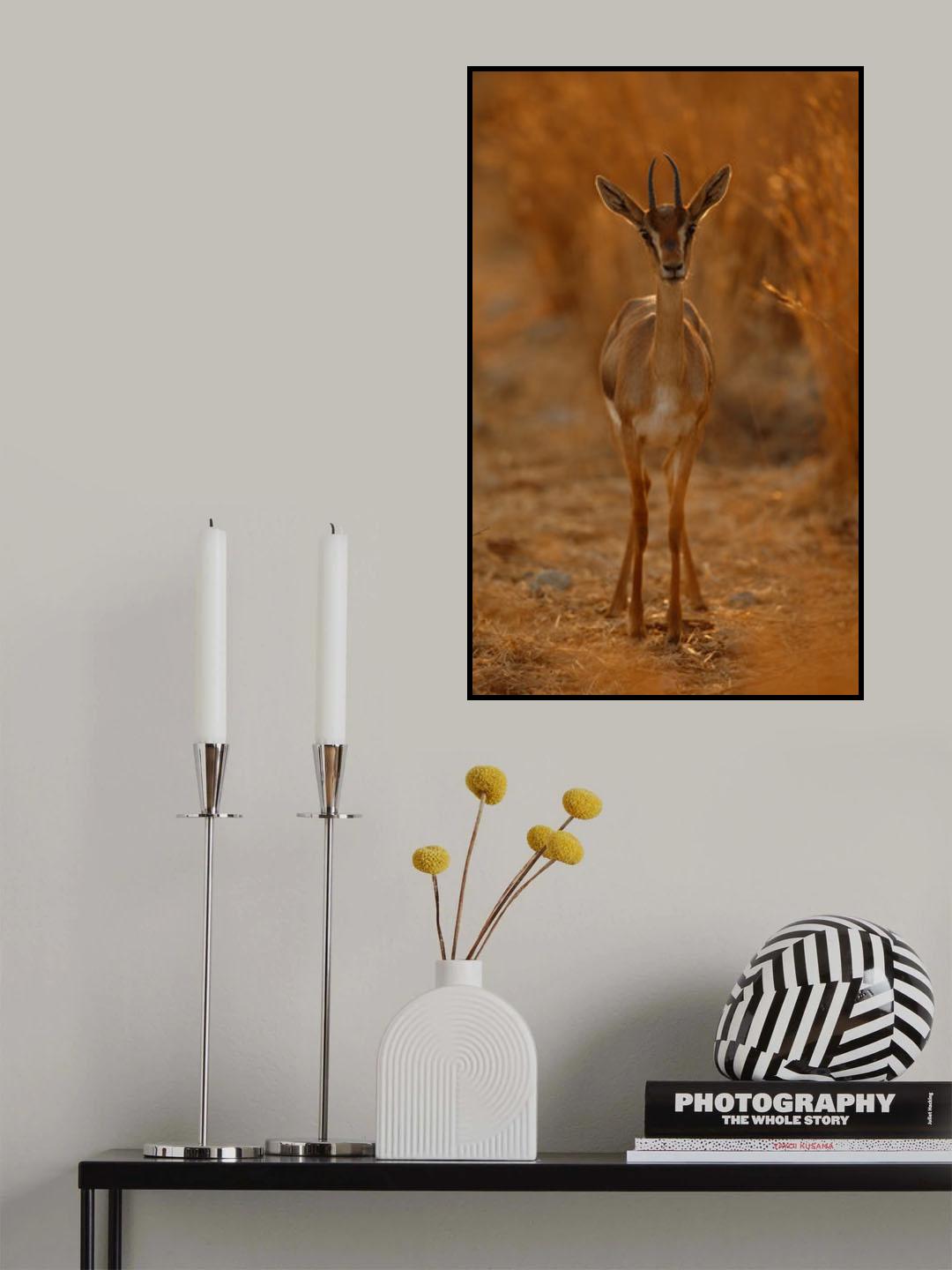 Gazella Portrait Poster och Canvastavla