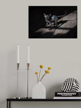 A black cat in a dark room Poster och Canvastavla