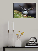 Puffin With Sand Eels Poster och Canvastavla