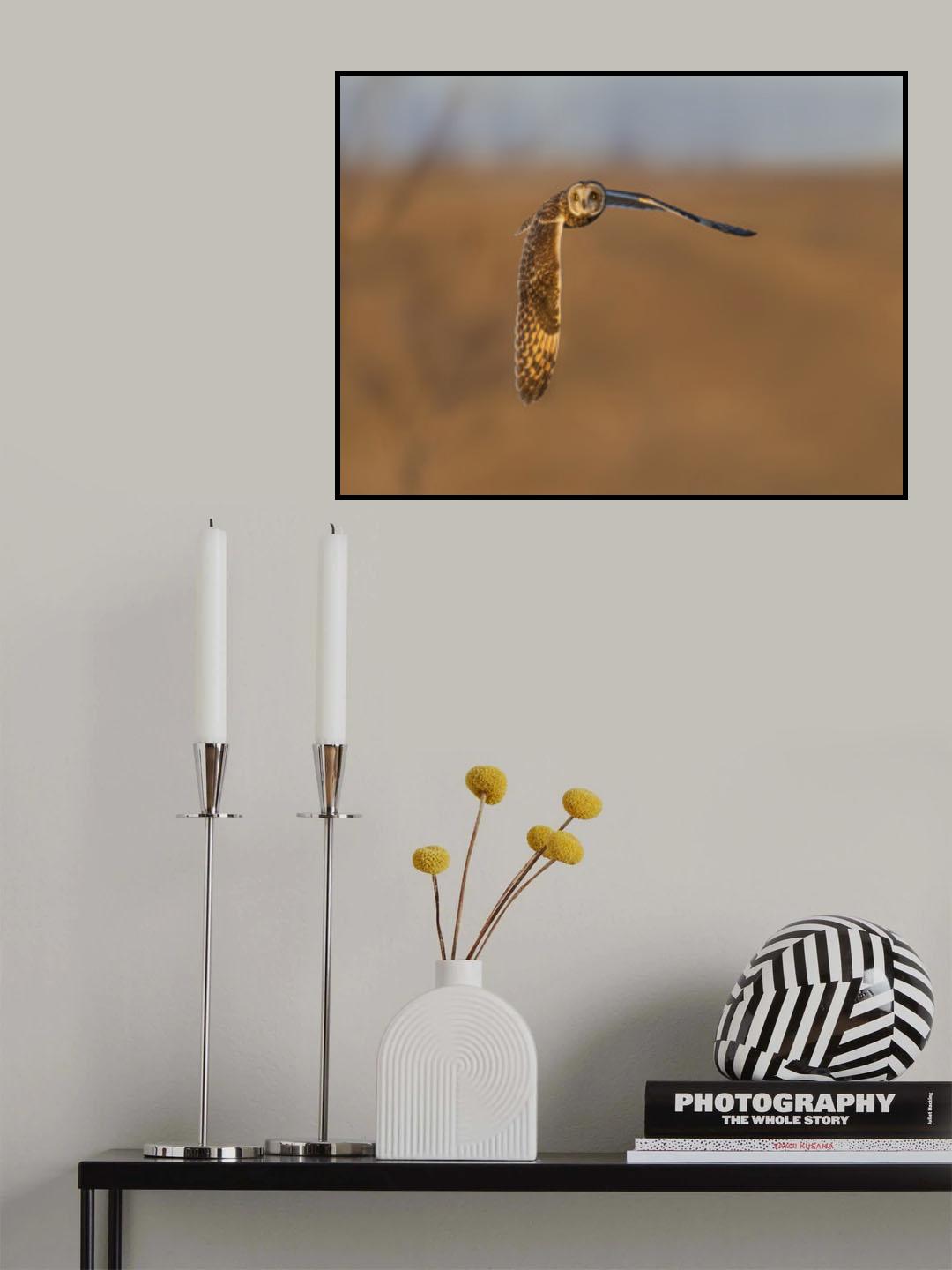 Short-eared owl in golden hour Poster och Canvastavla