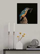 Kingfisher Poster och Canvastavla