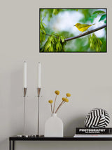 Yellow Warbler Poster och Canvastavla