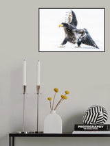 Young eagle Poster och Canvastavla