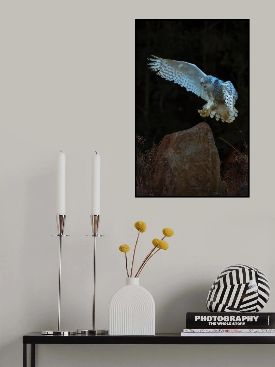 Snow owl Poster och Canvastavla