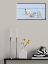 Polar bear  family Poster och Canvastavla