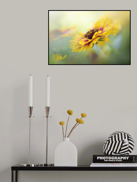 Gaillardia Poster och Canvastavla