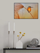 Kingfisher Poster och Canvastavla