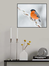 The bullfinch. Poster och Canvastavla