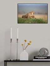 Bored Cheetah Poster och Canvastavla