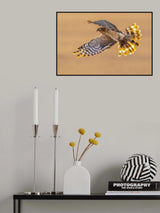 Pallid harrier Poster och Canvastavla
