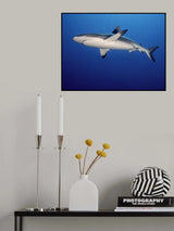 Grey Reef Shark (Carcharhinus amblyrhynchos) Poster och Canvastavla