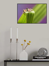 Jumping Spider Poster och Canvastavla