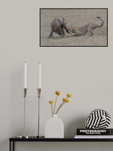 Cheetah hunting adult topi Poster och Canvastavla