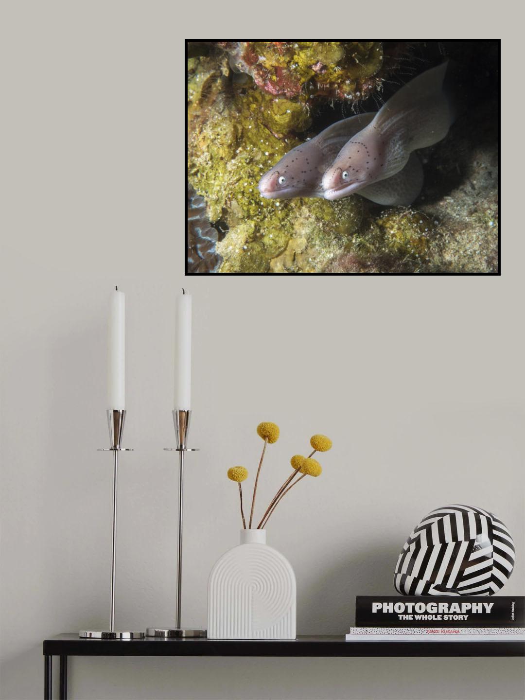 2 Moray Eels Poster och Canvastavla