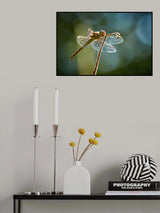 Dragonfly in backlight Poster och Canvastavla