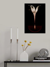 Floating lily Poster och Canvastavla