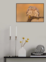 Little owl chick in a moment of brotherhood :) Poster och Canvastavla