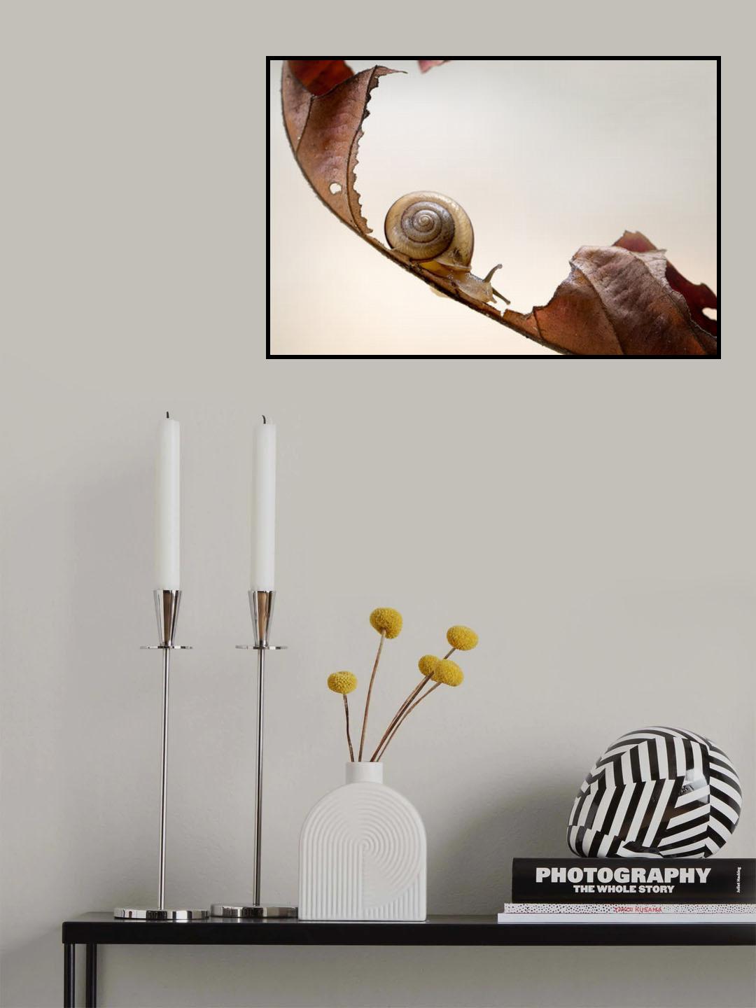 Curve Slide Snail Poster och Canvastavla