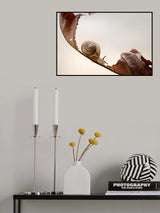 Curve Slide Snail Poster och Canvastavla