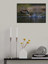 Woodie the duck Poster och Canvastavla