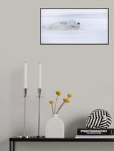 Shy Poster och Canvastavla