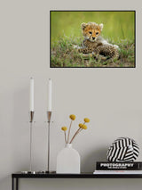Cute Cheetah Cub... Poster och Canvastavla