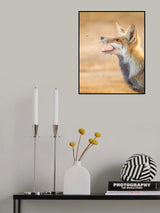 Fox vs Horse Fly Poster och Canvastavla