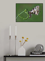 Spring Poster och Canvastavla
