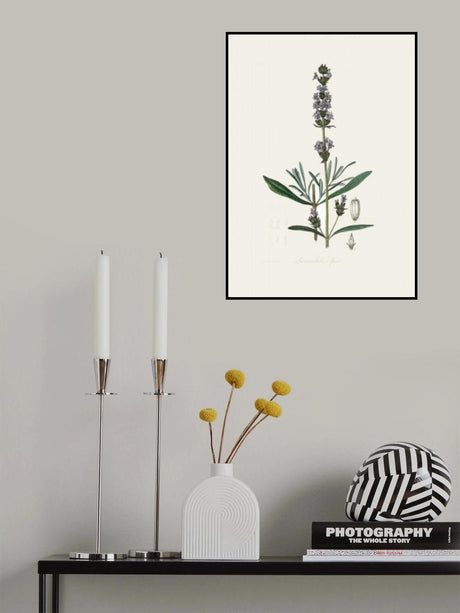 Lavender (lavandula Ipica)  Medical Botany Poster och Canvastavla