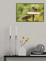 Nuthatch in autumn Poster och Canvastavla