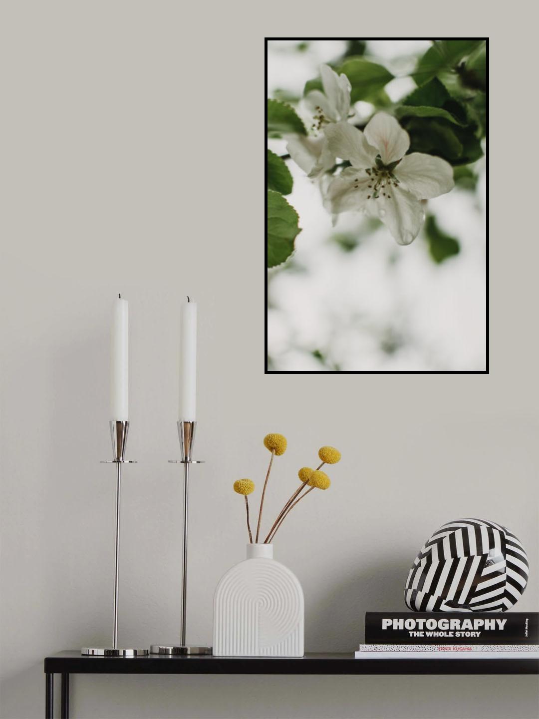 Spring Series - Apple Blossoms in the Rain 9/12 Poster och Canvastavla