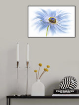Daisy delight Poster och Canvastavla