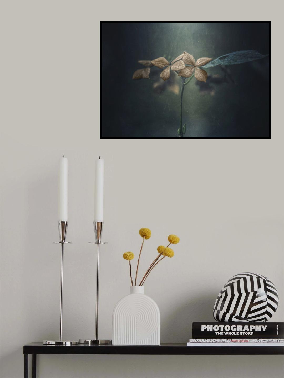 Withe hydrangea Poster och Canvastavla